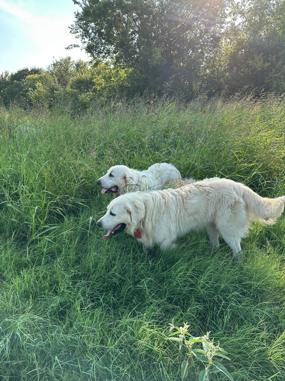 LGD Succession Planning